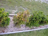 DSCF5452.webp