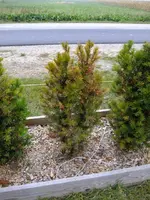 DSCF5451.webp