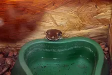 FroschSchuesselIMG_7408.webp