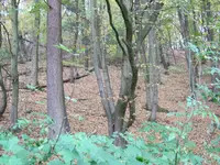005.webp