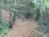 006.webp