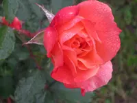 008.webp