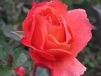 009.webp