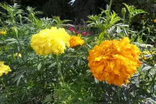 HeimAug 10-13.webp