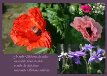 Blumen Sommer 2010 kl.webp