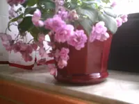 PIC00447.webp