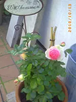 PICT0050.webp