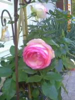 PICT0047.webp