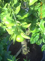 PICT0039.webp