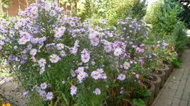 K800_Herbstbilder2010 085.webp