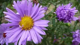 K800_Herbstbilder2010 088.webp