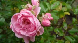 K800_Herbstbilder2010 091.webp