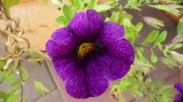 K800_Herbstbilder2010 093.webp
