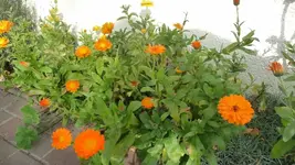 K800_Herbstbilder2010 082.webp