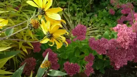 K800_Herbstbilder2010 095.webp