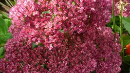 K800_Herbstbilder2010 096.webp