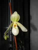 PA090025.webp
