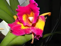 PA090028.webp