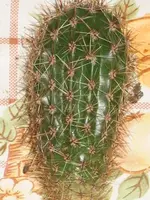 IMG_5146.webp