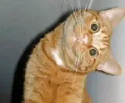 Katze b.webp