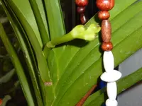 PVandaknospen.webp