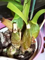 PCambergiaknollen.webp