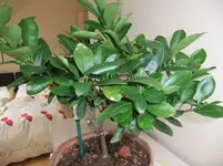 DSCF1499.webp