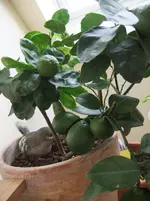 DSCF1497.webp