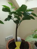 DSCF1498.webp