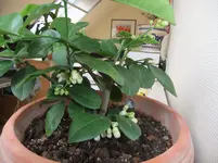 DSCF1494.webp