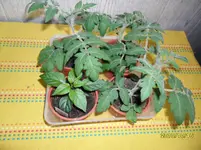 SAM_0134.webp