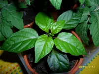 SAM_0135.webp