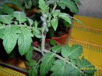 SAM_0136.webp