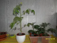 SAM_0139.webp