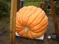 CIMG7443.webp