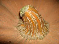 CIMG3153.webp