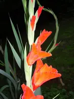 7.08.2010 051.webp