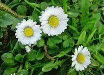 Gaensebluemchenbtv.webp