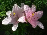18.07.2010  (23).webp