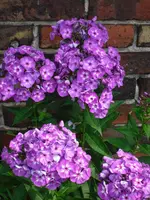 18.07.2010  (34).webp