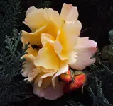 DSC00540 - 2010-10-16 - rose apricot vorn.webp