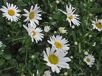 Oktober 10 041v.webp