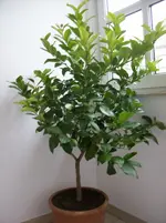 100_1889.webp