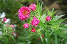 Herbstastern.webp
