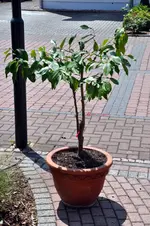 schwiegermuttersopfer4.webp