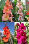 GladiolenMix.jpg