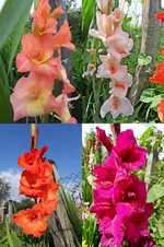 GladiolenMix.webp