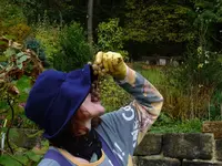 fränkische Winzerkönigin.webp