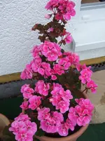 geranie.webp