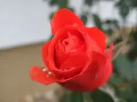 rose alexander.webp